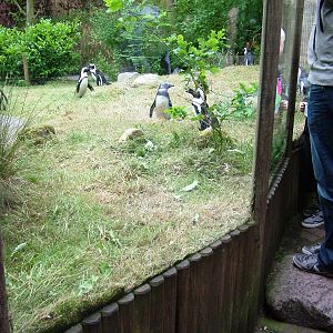 Penguin Exhibit at Amersfoort, 01/06/12