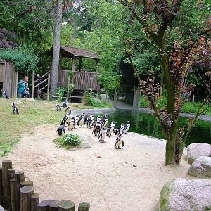Penguin Exhibit at Amersfoort, 01/06/12