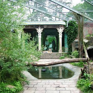 Tiger Exhibit at Amersfoort, 01/06/12