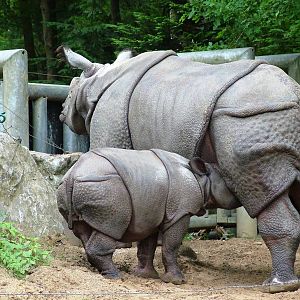 Indian Rhino Suckling at Amersfoort, 01/06/12