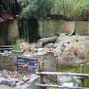 Yellow Mongoose Exhibit at Amersfoort, 01/06/12