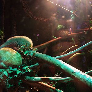 Lorises and Galagos at Amersfoort, 01/06/12