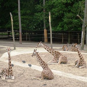 African Paddock at Amersfoort, 01/06/12