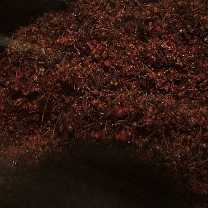 Ant Colony at Amersfoort, 01/06/12