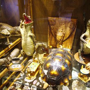 Museum of Oddities at Amersfoort, 01/06/12