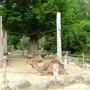 Dromedary Camel Paddock at Amersfoort, 01/06/12