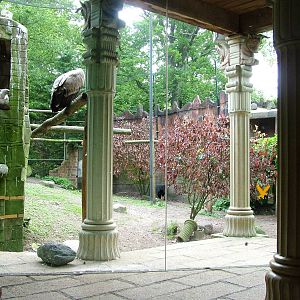 Jackal/Vulture Exhibit at Amersfoort, 01/06/12