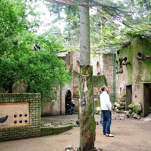 Waldrapp Ibis Walkthrough at Amersfoort, 01/06/12