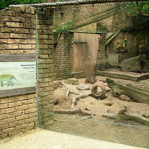 Banded Mongoose Exhibit at Amersfoort, 01/06/12