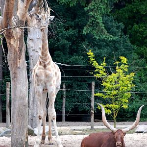 Angolan Giraffe and Ankole Bull at Amersfoort, 01/06/12
