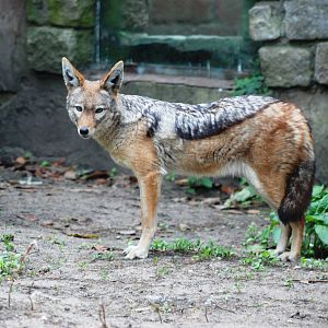 Black-backed Jackal at Amersfoort, 01/06/12