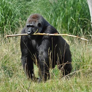 Gorilla - not sure which one