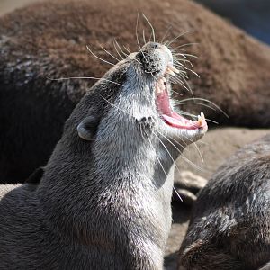 Yawning Otter