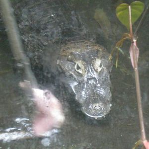 South American Rainforest- Caiman Feeding