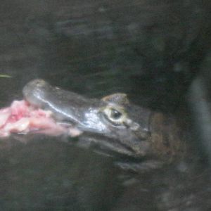 South American Rainforest- Caiman Feeding
