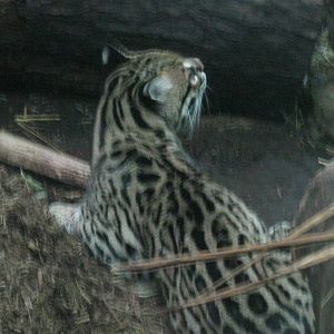 South American Rainforest- Historic Ocelot