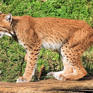 European lynx; Whipsnade; 11th August 2012