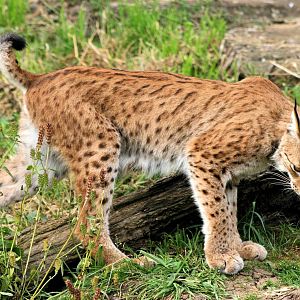 European lynx; Whipsnade; 11th August 2012