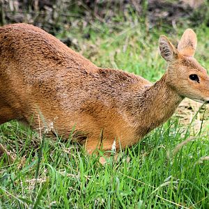 Chinese water deer; Whipsnade; 11th August 2012