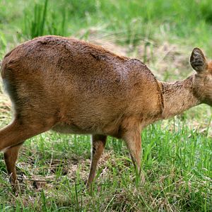 Chinese water deer; Whipsnade; 11th August 2012