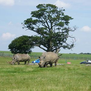 Southern White Rhinos