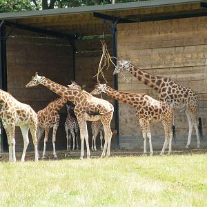 Rothschild's Giraffe