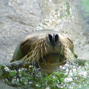 Claifornian Sea Lion