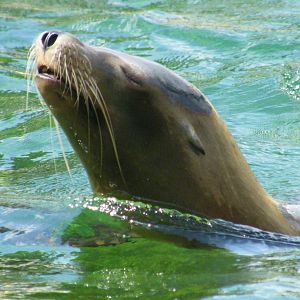 Claifornian Sea Lion