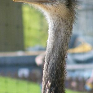 Greater Rhea