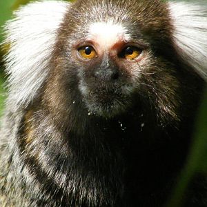 Common Marmoset