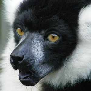 Black And White Ruffed Lemur