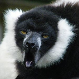 Black And White Ruffed Lemur