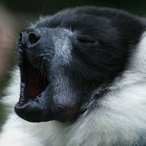 Black And White Ruffed Lemur