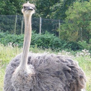 Ostrich