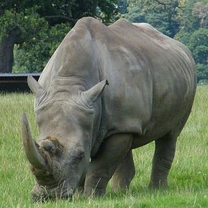 Southern White Rhino