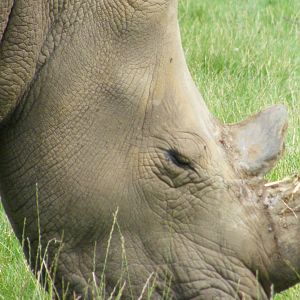 Southern White Rhino