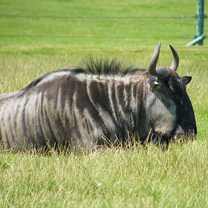 Blue Wildebeest