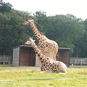 Rothschild's Giraffe