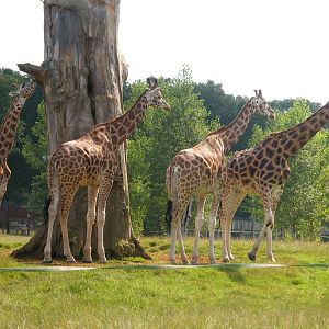Rothschild's Giraffe