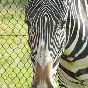 Grevy's Zebra