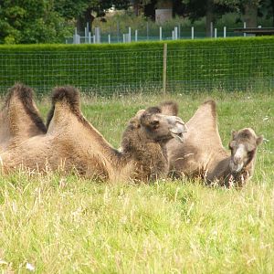 Bactrian Camel