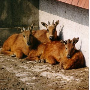 Red Goral - Naemorhedus baileyi