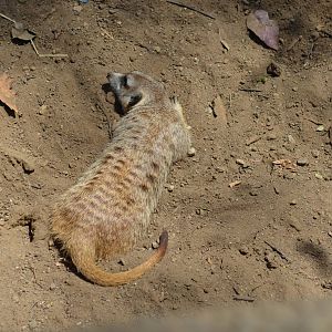 Meerkat