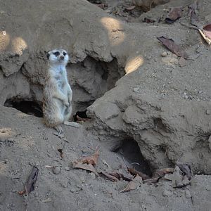Meerkat