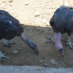 California Condors