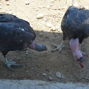 California Condors