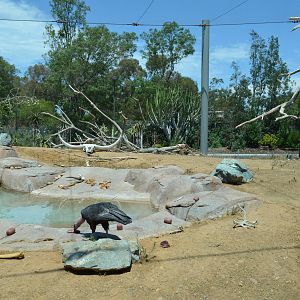 California Condor Aviary
