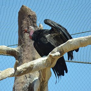 California Condor