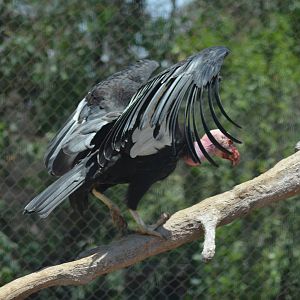 California Condor