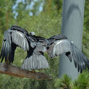 California Condor